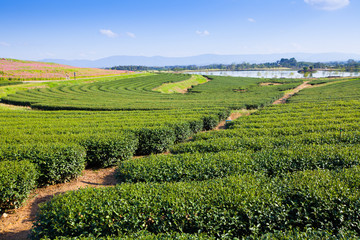 Fototapeta na wymiar green tea plantation and blue sky background.