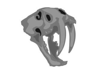Saber Tooth Tiger Skull