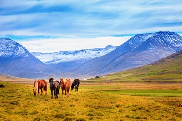 Foto op Plexiglas Icelandic ponies © Alexey Stiop