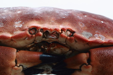 Large red brown shell sea crab with eyes and claw pincers