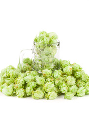 green hop in mug