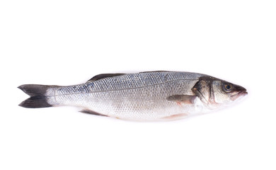 Seabass close up.
