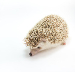 Hedgehog isolate on white background