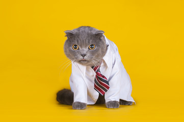 cat dressed as a manager on a yellow isolated background