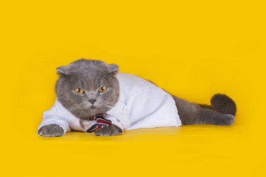 Cat Dressed As A Manager On A Yellow Isolated Background