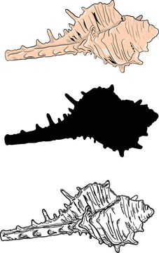 shellfish