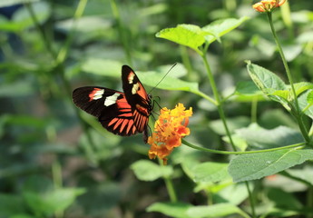 Fototapeta na wymiar papillon butinant sur lantana