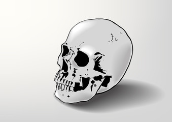 skull