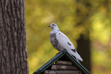 pigeon sitting on a wooden house