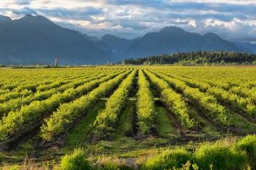 Deurstickers Blue Berry Field With Mountain in Background © souvenirpixels