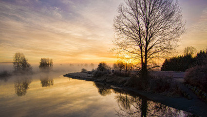 Lone Leafless Tree at Sunrise with Fog
