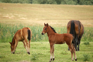 foal and horses on pasture