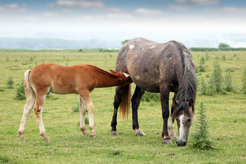 Naklejka na ściany i meble foal breastfeeding in the field