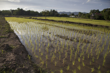 Field after planting rice