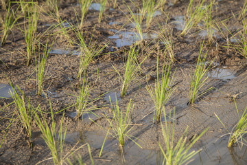 Field after planting rice