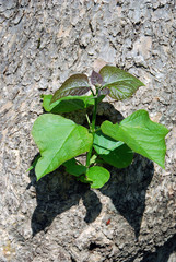 Young branch sprout grows from old trunk in spring