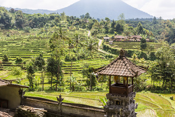 Fototapeta na wymiar Jatiluwih rice terraces in Bali, Indonesia