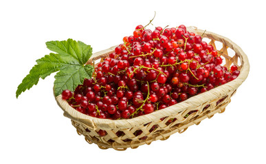 Red currant