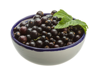 Black currant