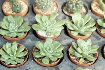 Close up of the cactus