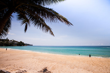 palm and a white sand beach.