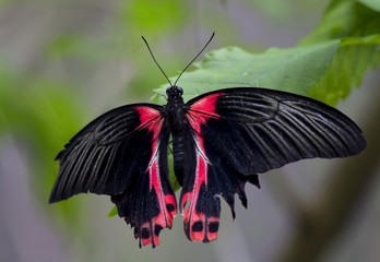 Тропическая бабочка