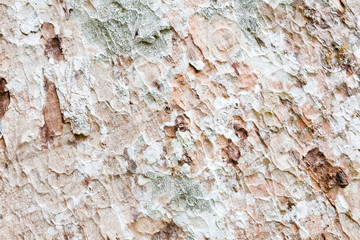Naklejka premium Tree bark texture wallpaper