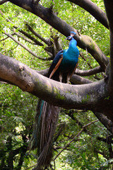 Indian blue peafowl