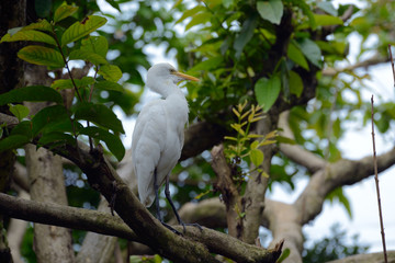 Cattle Egret