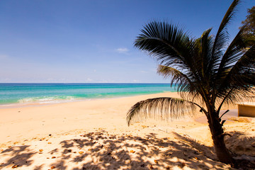 palm and a white sand beach.