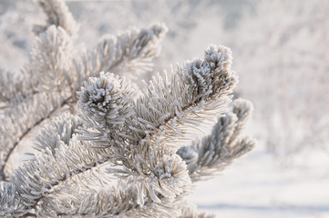 Frosty fir twigs in winter covered with snow, closeup photo