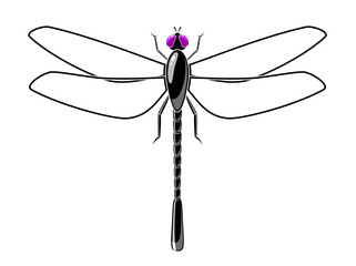 Dragonfly.