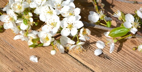 Obraz na płótnie Canvas Grußkarte Frühling - Obstblüten auf Holzuntergrund
