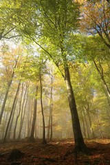 Misty autumn beech forest in the sunshine