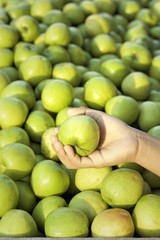Green apples in the market