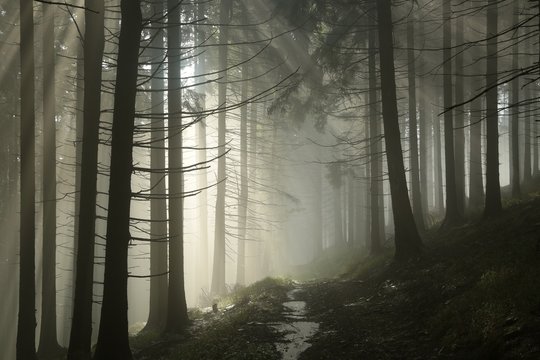 Fototapeta Sunbeams enter the misty coniferous forest at dawn