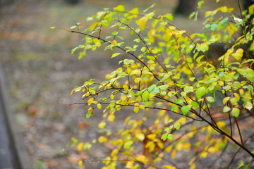 Park in the autumn