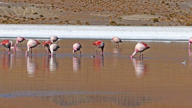 Laguna flamingo bolivia