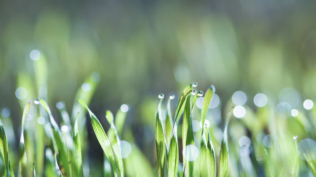 fresh grass in morning dew