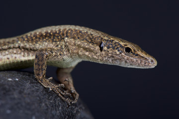 Madeira wall lizard / Teira dugesii