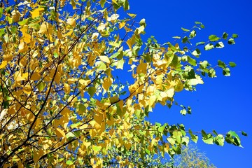 Autumn background with birch yellow leaves and blue sky