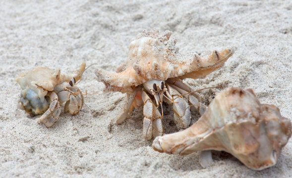 Hermit crab on white sand beach