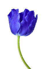 Dewy blue tulip isolated on white background