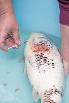 Vet giving injection to koi fish