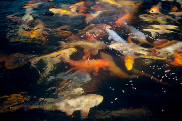 Obraz na płótnie Canvas Different colorful koi fishes swimming in aquarium