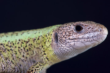 Iberian emerald lizard / Lacerta schreiberi