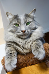 Cat resting on stairs