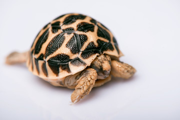 reptiles on white background