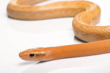 reptiles on white background