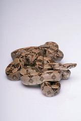 Obraz premium reptiles on white background